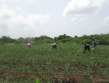 Farming