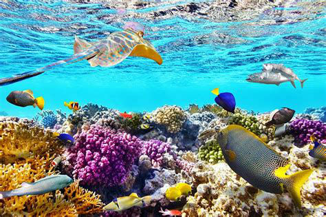Reefs Reap Big Rewards – Jamaica featured in the Climate Investment Funds 10 Year Anniversary video