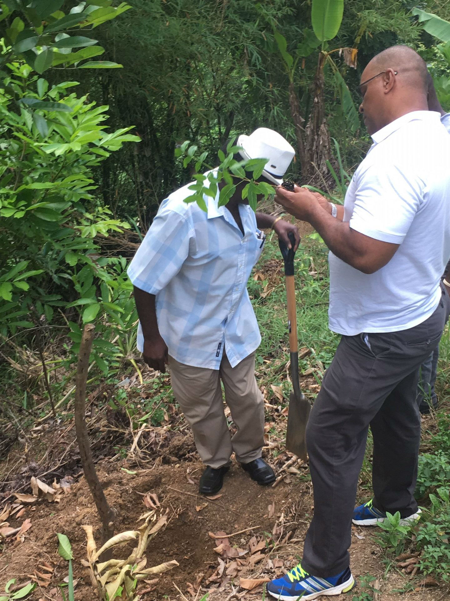 Reforesting the degraded Upper Rio Minho Watershed in Clarendon