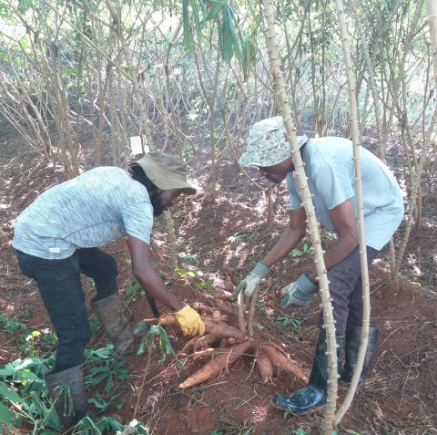 planting trees