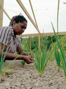 planting