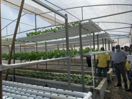 Earth Today | Aquaponics taking off at College of Agriculture, Science and Education
